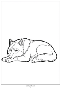 realistic adult wolf coloring page resting 1