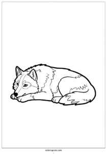 realistic adult wolf coloring page resting 2