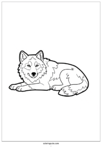 realistic adult wolf coloring page resting 4