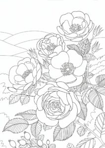 Assorted Wild Roses To Color 2