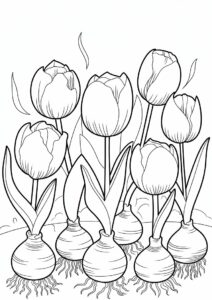 Coloring Sheet Of Large Tulip Bulbs 1