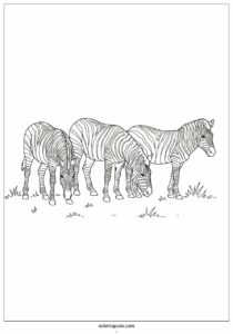 three realistic zebras grazing to color 1