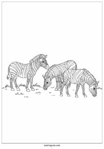 three realistic zebras grazing to color 2