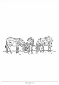 three realistic zebras grazing to color 3