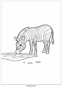 zebra drinking water from water hole 1