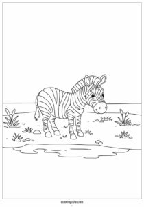 zebra drinking water from water hole 2
