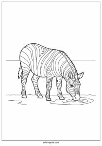 zebra drinking water from water hole 3
