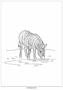 zebra drinking water from water hole 4