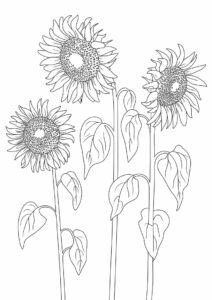 Three Wilting Sunflowers 3